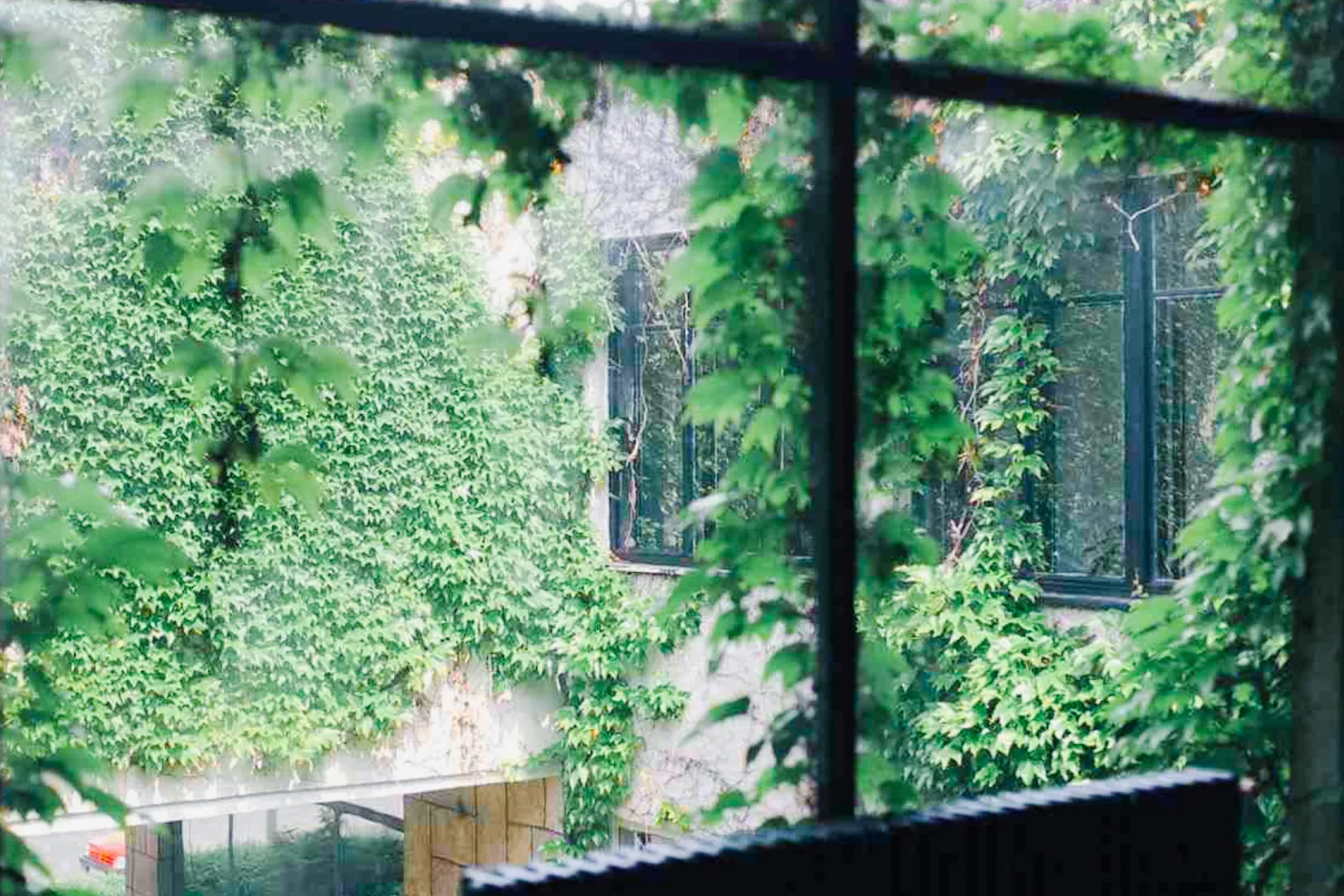 Bršljan obavija zgradu — pogled kroz prozor
